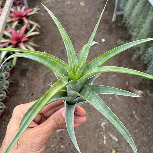 FLEXUOSA V. VIVIPARA