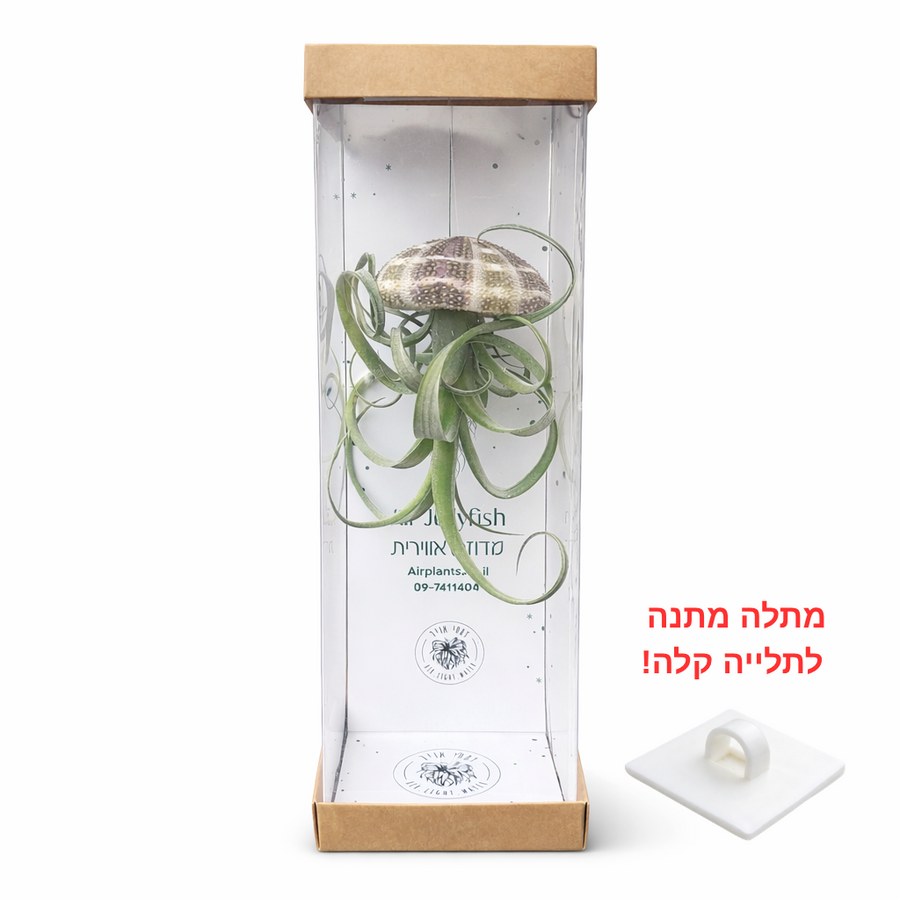 מדוזה קרלי