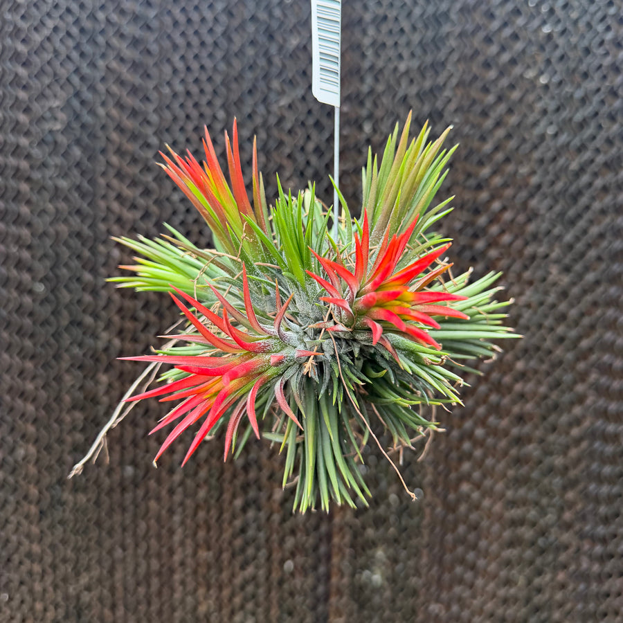 מושבת איוננטה פואגו קטנה (Ionantha Fuego Cluster S)
