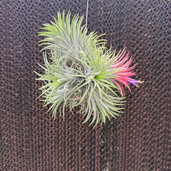 רוברה קלאסטר (Ionantha Rubra Cluster)
