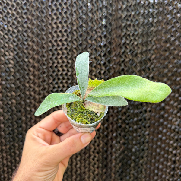 קרן אייל ויצ'י  AR (Platycerium Veitchii 'AR')