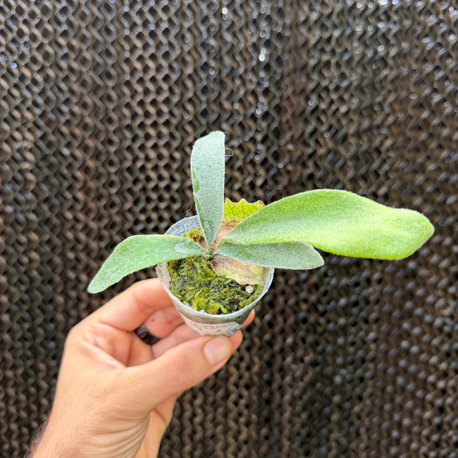 קרן אייל ויצ'י  AR (Platycerium Veitchii 'AR')