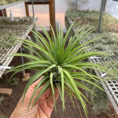 T.Victoria Red Splendor