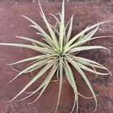 Capitata Peach XXL