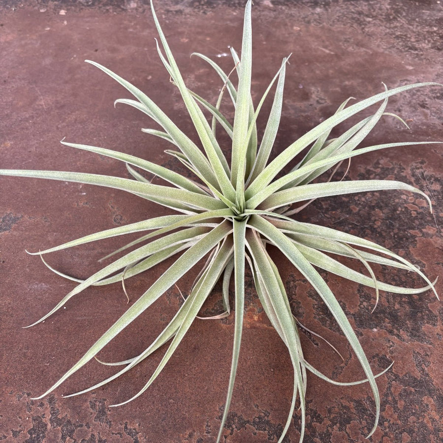 Capitata Peach XXL