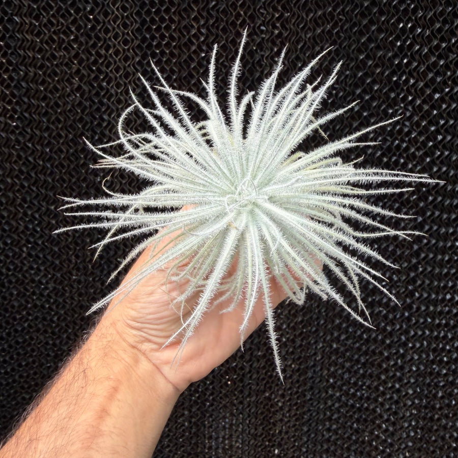 טקטורום S (Tectorum)