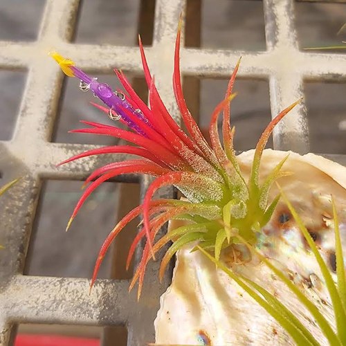 Ionantha Fuego
