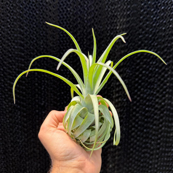 בלביסיאנה × סטרפטופילה (Balbisiana × Streptophylla)