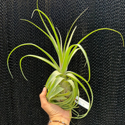 צמח אוויר Balbisiana × Streptophylla