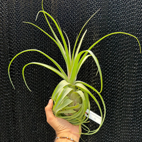 בלביסיאנה × סטרפטופילה (Balbisiana × Streptophylla)