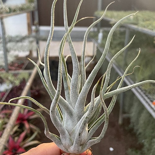 Ehlersiana