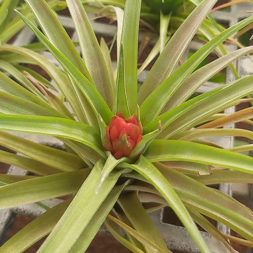 Brachycaulos Abdida