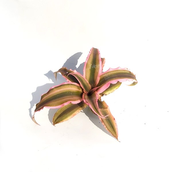 Cryptanthus (לא צמח אויר)