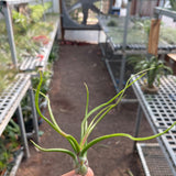Bulbosa