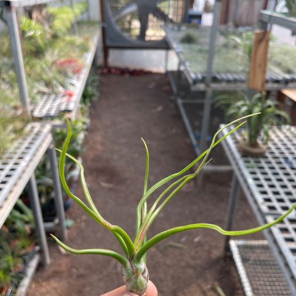 Bulbosa