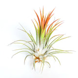 Ionantha