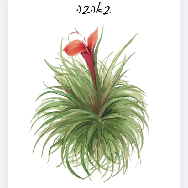 גלוייה מאוירת ״באהבה״