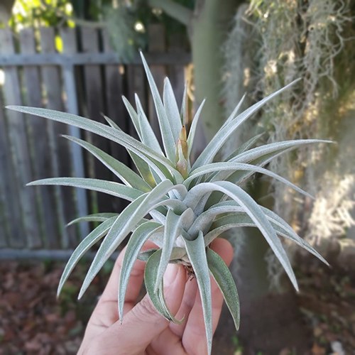 Harrisii