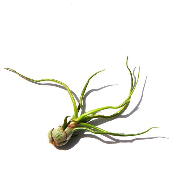 Bulbosa Belize