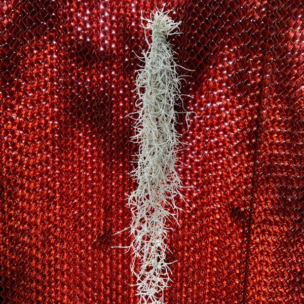 Spanish moss Columbia