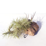 funckiana cork palk