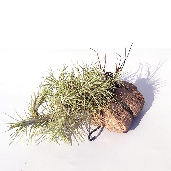 funckiana cork palk