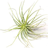 אואחקנה (Oaxacana)