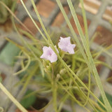 richenbachiy