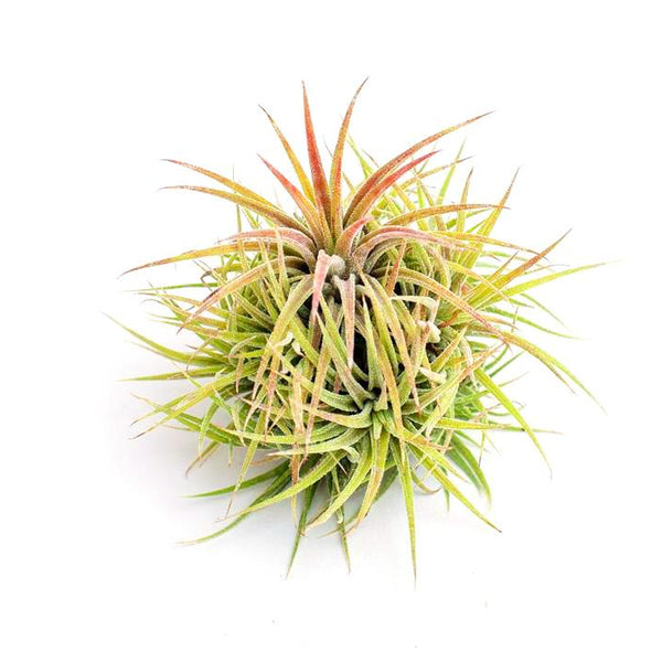Ionantha mexico cluster
