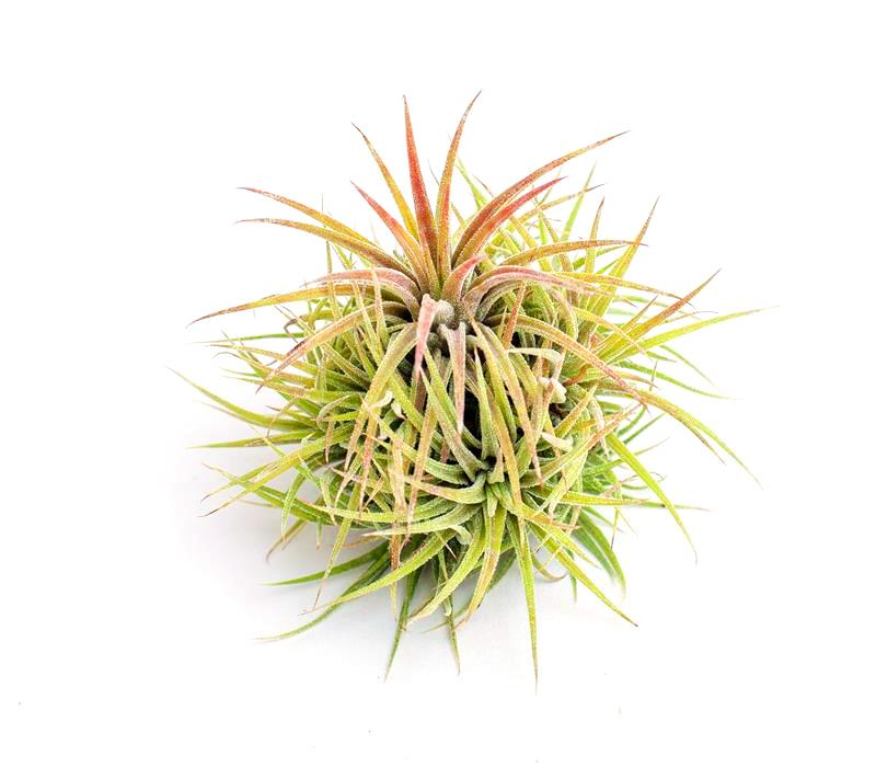 Ionantha mexico cluster