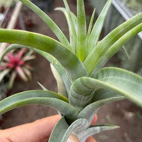 FLEXUOSA V. VIVIPARA