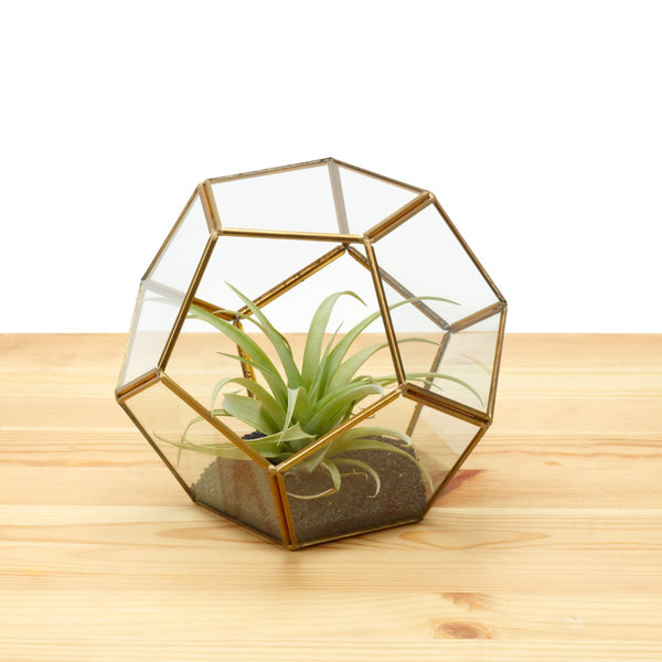 טרריום  מחומש וצמח אויר