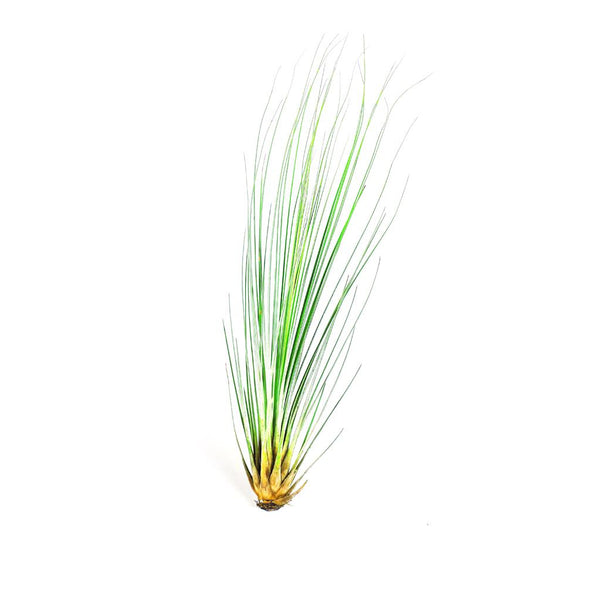 juncea