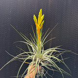 פסיקולטה (Fasciculata)