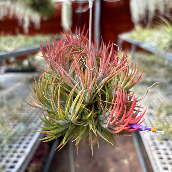 Ionantha Huamelula ball