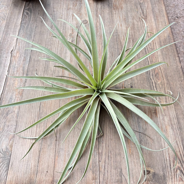 Capitata Peach XXL