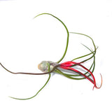 Bulbosa