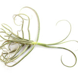 Streptocrapa