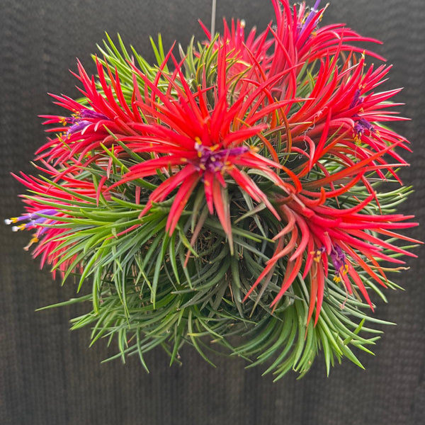 מושבת איוננטה פואגו (Ionantha Mexico Fuego)