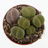 ליתופס (Lithops)