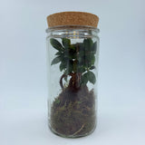 פיקוס מיקרוקרפה ג'ינסנג  בטטריום  (Ficus Microcarpa Ginseng)