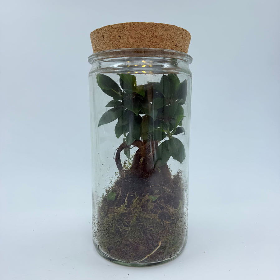 פיקוס מיקרוקרפה ג'ינסנג  בטטריום  (Ficus Microcarpa Ginseng)