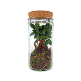 פיקוס מיקרוקרפה ג'ינסנג בטרריום (Ficus Microcarpa Ginseng)