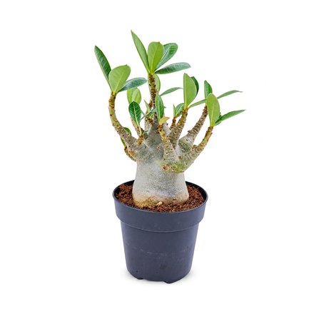 אדניום באובאב (Adenium Arabicum Thai)