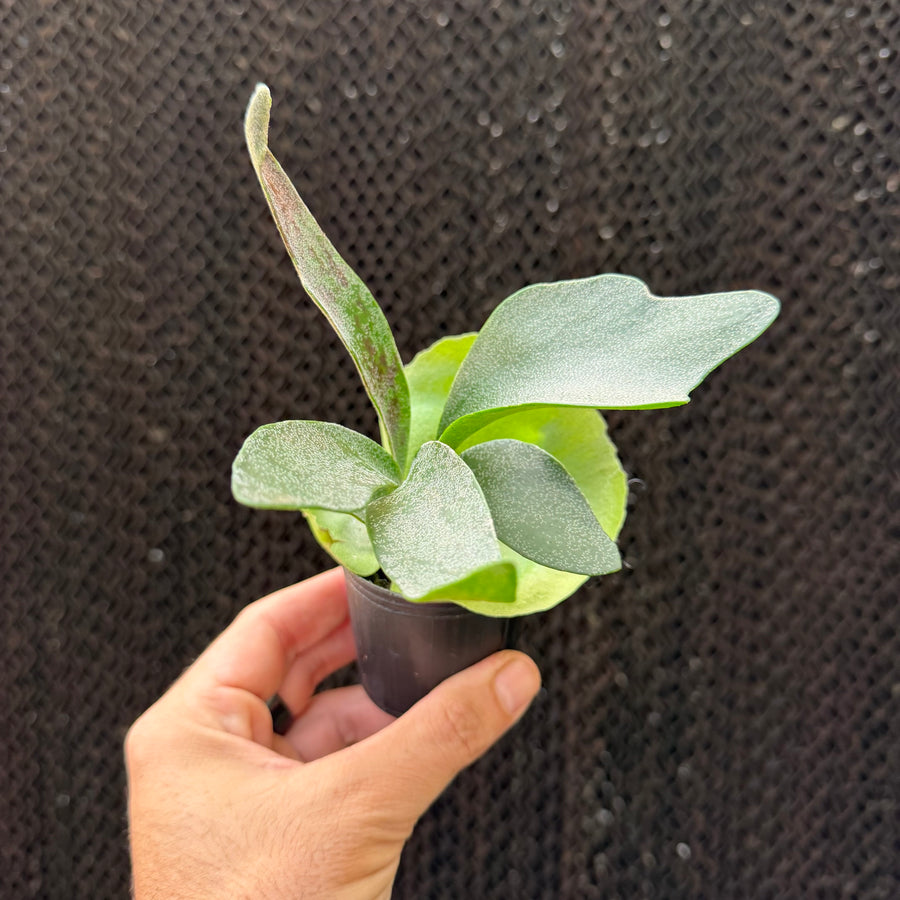 קרן אייל פונג סי צ'י (Platycerium Foong Si Qi)