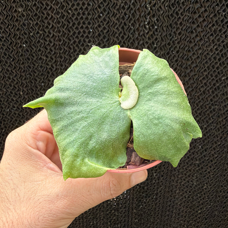 קרן אייל גרנדה (Platycerium Grande)