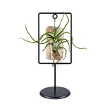 אריחי איוננטה במסגרת (Ionantha Tiles in Frame)