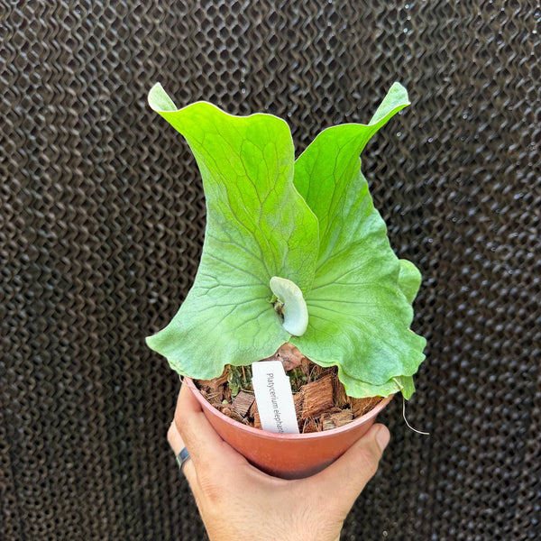 קרן אייל אלפנטוטיס × ממות' (Platycerium Elephantotis × Mammoth)