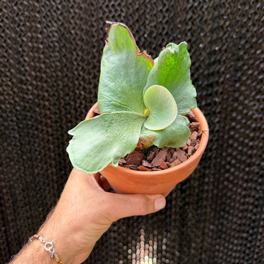קרן אייל אלפנטוטיס × גרנדה (Platycerium elephantotis × Grande)