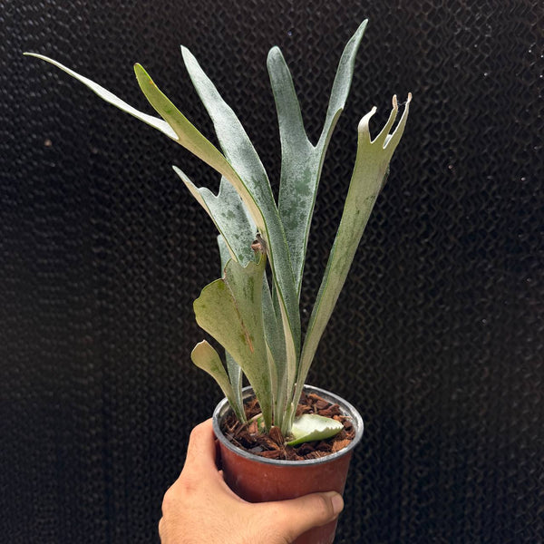 קרן אייל ויצ'י למונאי (Platycerium Veitchii 'Lemonai')